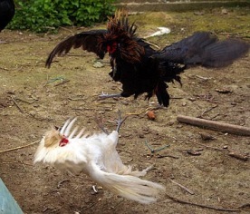 Combattimento di galli